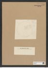 Endictya oceanica Ehr. (de-Toni-Nr.: Genus 196, Species 4805) Zeichnungen Sammlung Grunow Nr. 8468 (NHMW-BOT-W0377921)